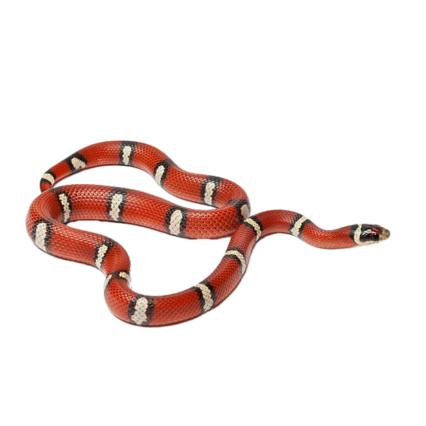 Imagem do peixe King Snake